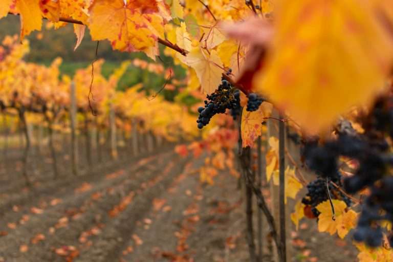 Vineyards autumn ripening.