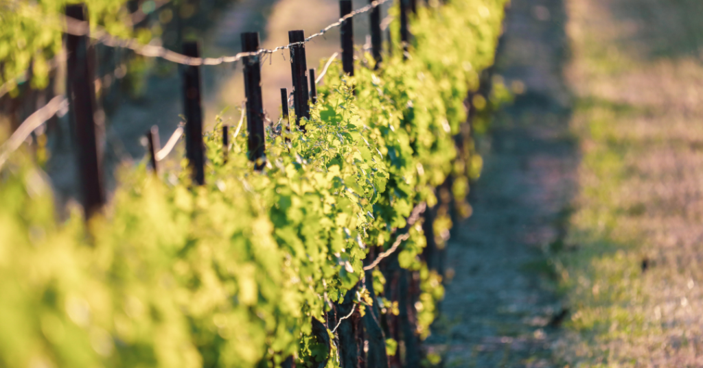 winter vine trellis