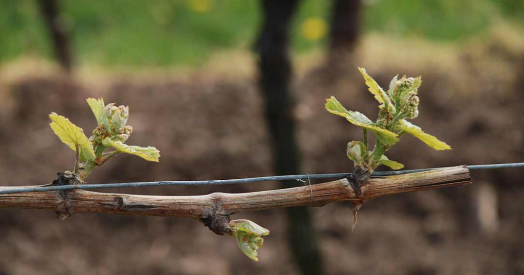 First budburst on vineyard in Spring