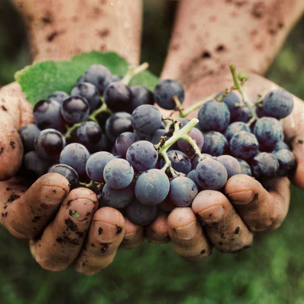 hands holding grapes, showing importance of viticulture.