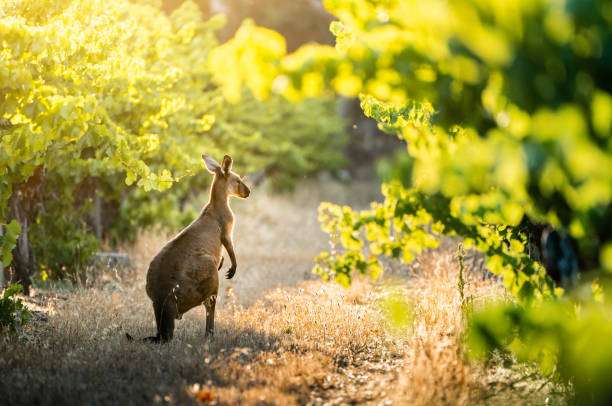 Kangaroo in South Australian vineyard