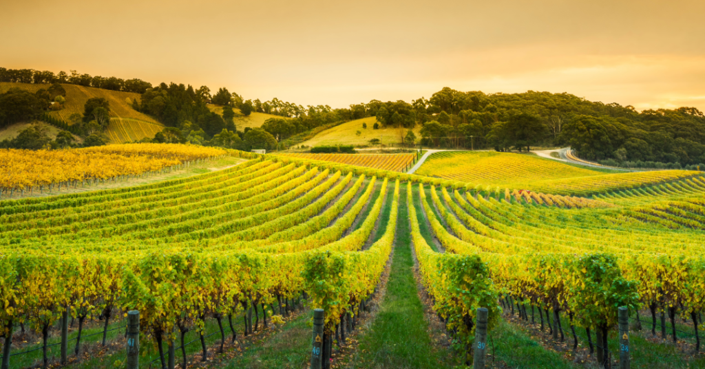 Adelaide hills region