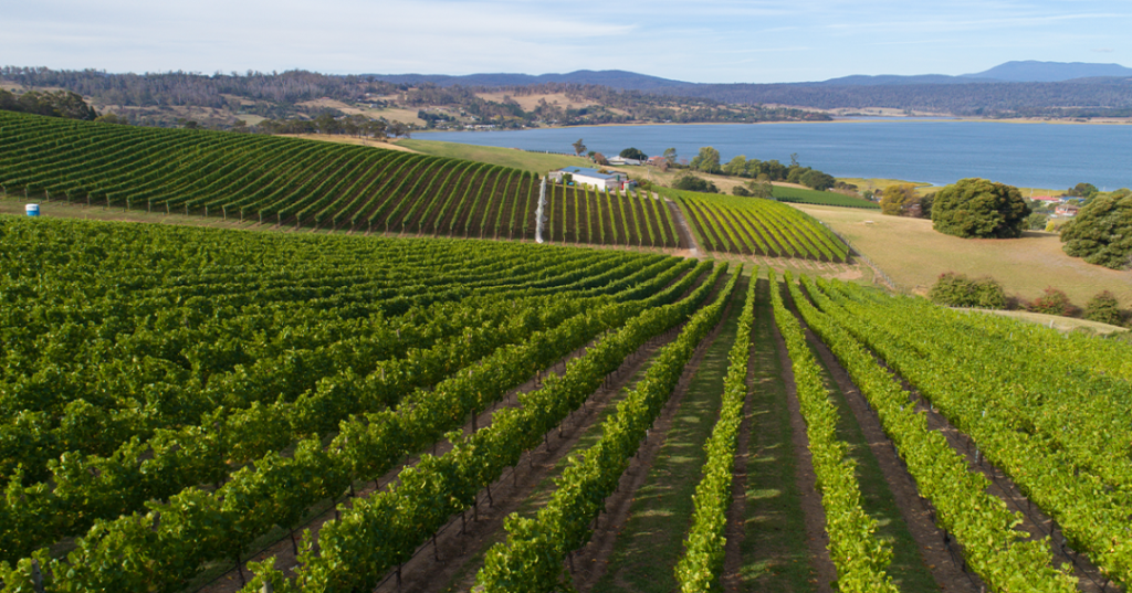 Tasmania wine region