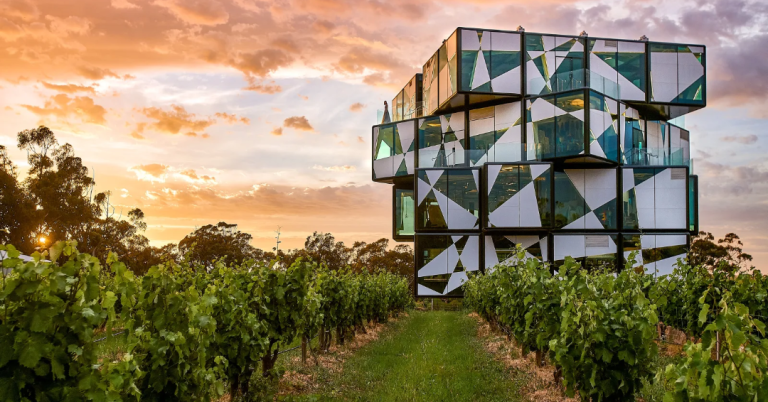Sun setting over the vineyards at a south australian winery