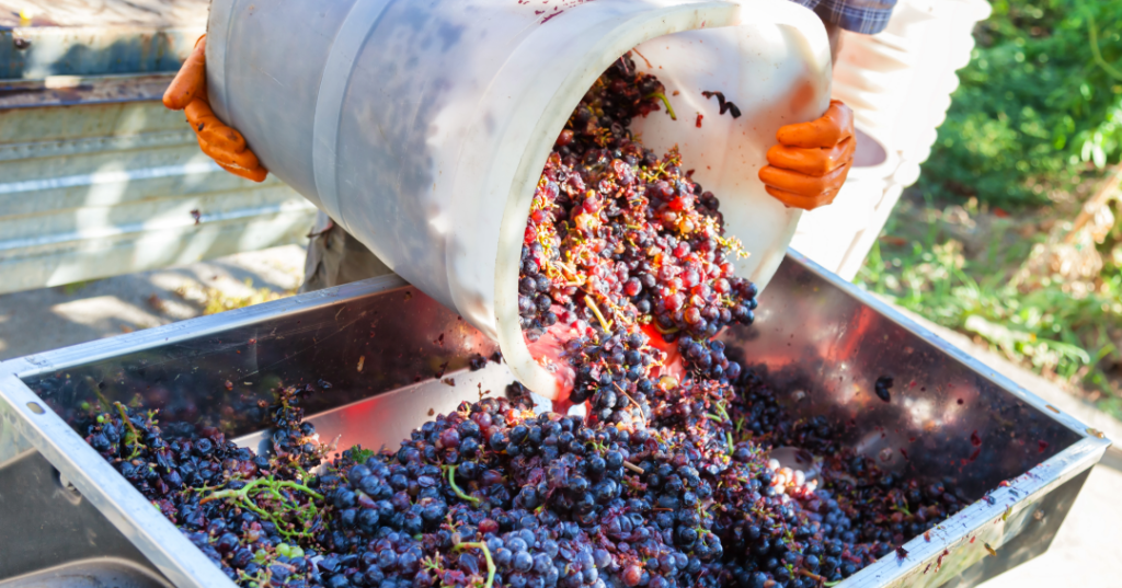grapes about to be crushed