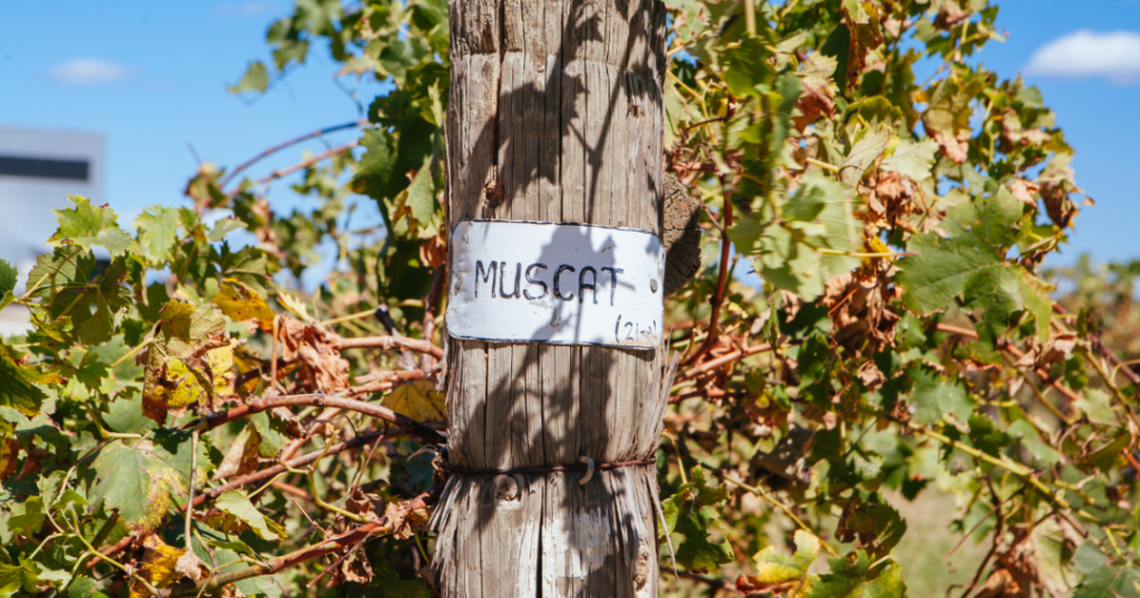 Rutherglen muscat grapevines