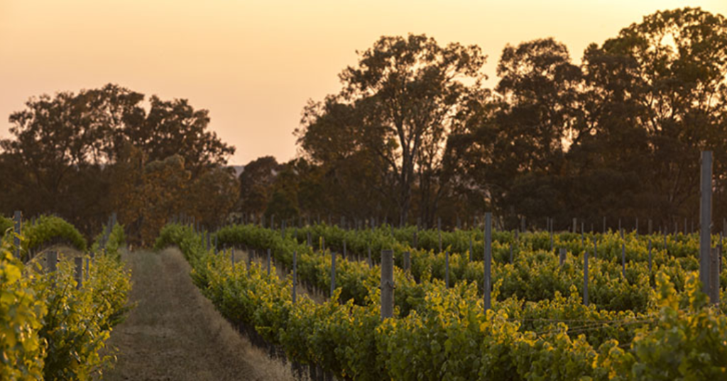 Vineyards at mount avoca