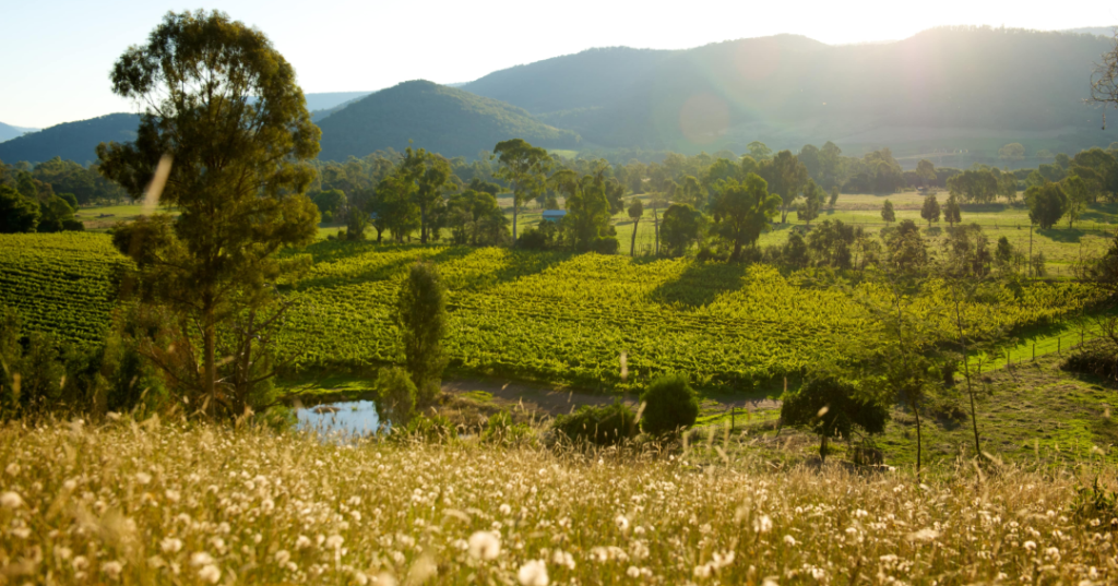 King valley vineyards