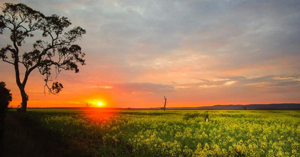 sunset at gippsland vineyard