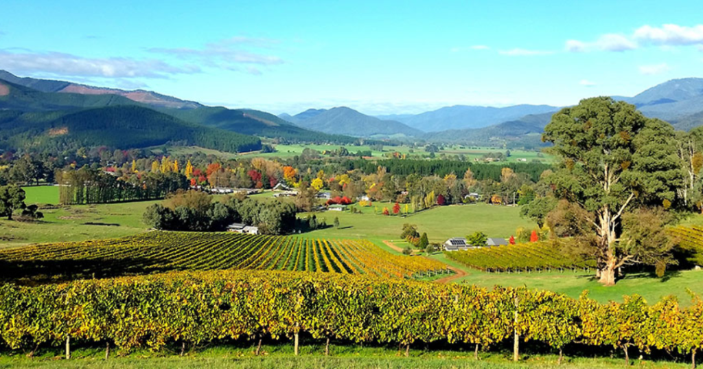 beautiful colours at alpine vineyard